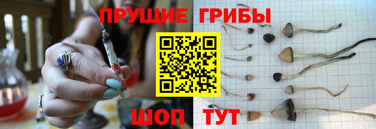 Заводоуковск  Псилоцибиновые грибы прущие грибы  сколько стоит  Вход с VPN 